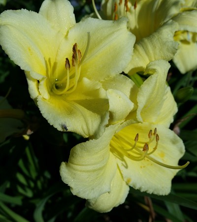Daylily Fragrant Returns
